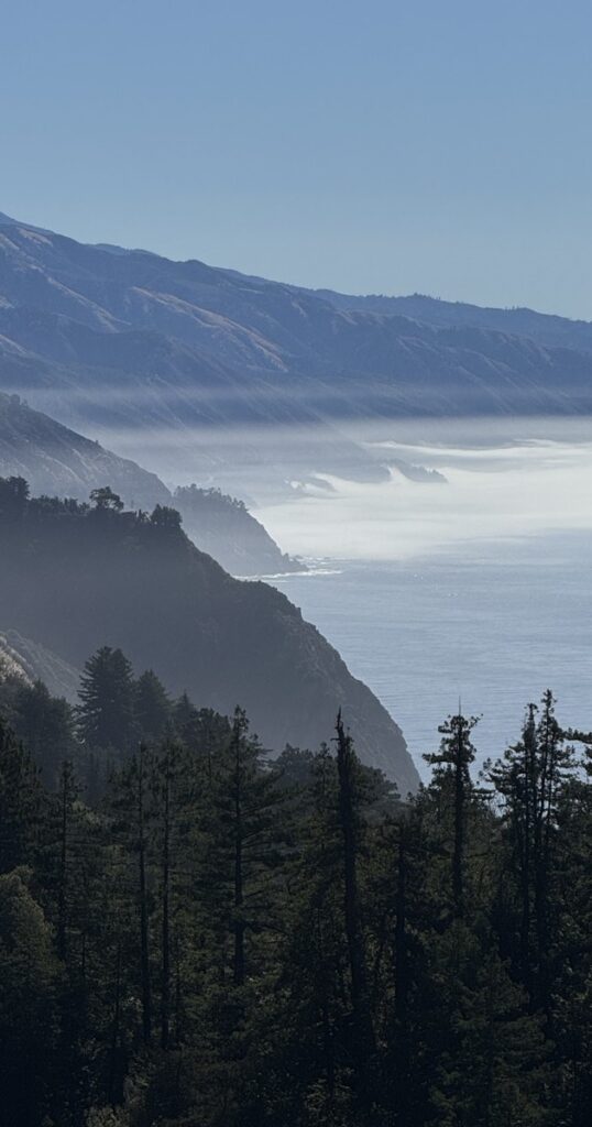 Marine fog beneath steep coastal cliffs and pines