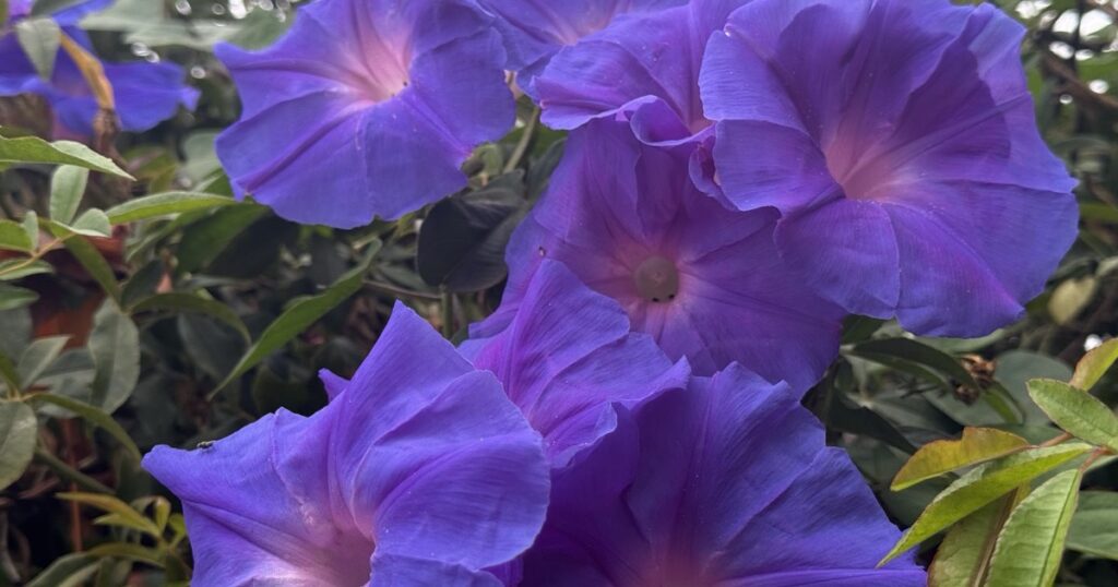 Purple morning glory blossoms in full bloom