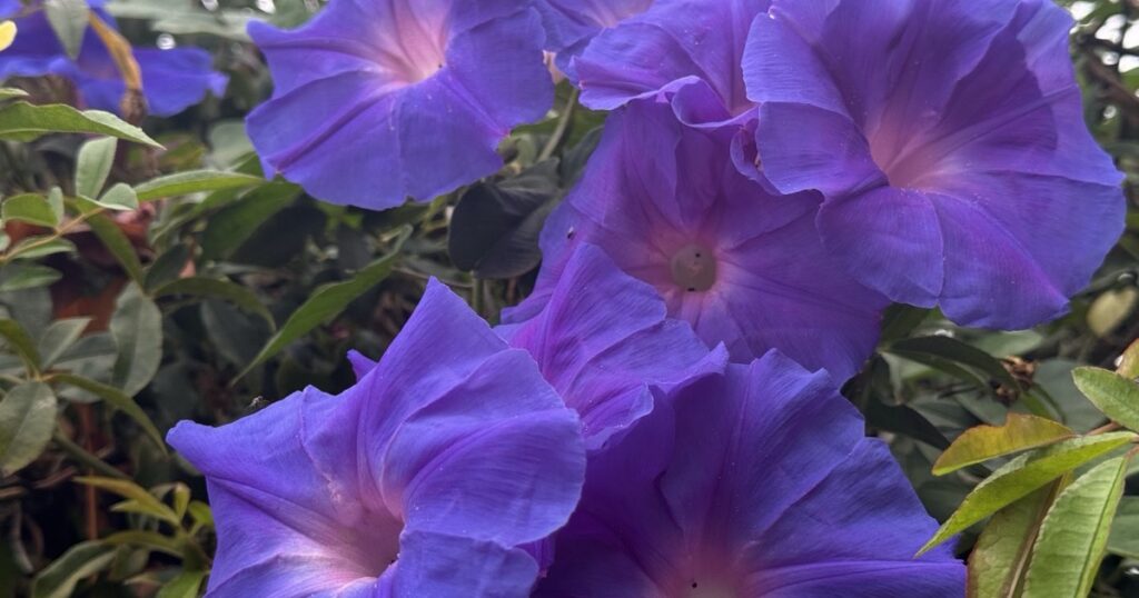 Close view of purple morning glory flowers