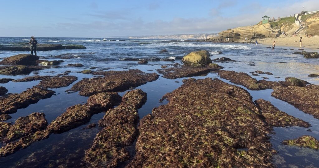 Tide pools on a rocky Pacific beach at low tide